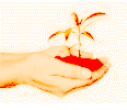 Plant shoot in hands